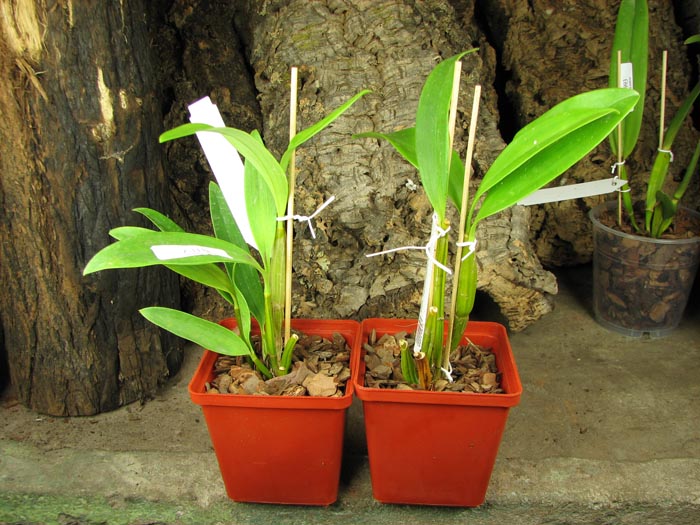 Den spectabile x SELF.jpg