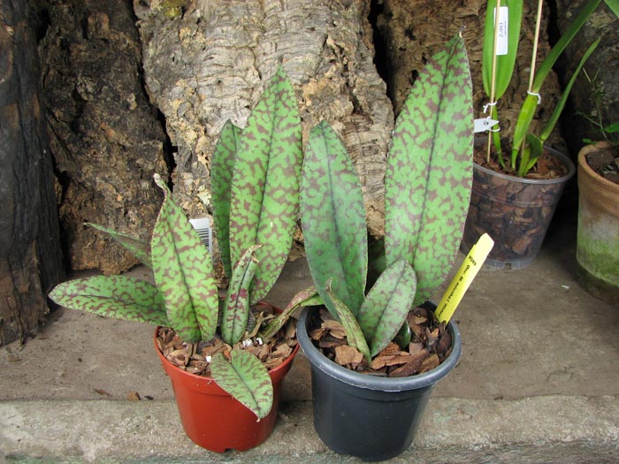 Psychopsis Mendenhall 'Hildos'.jpg