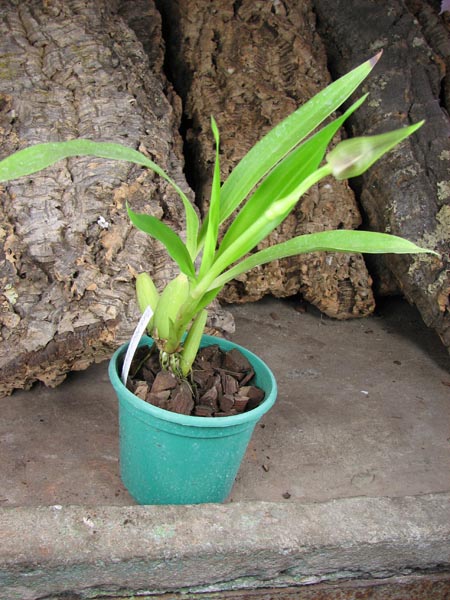 Zygopetalum Rhein Harlequin 'Cappuccino'.jpg