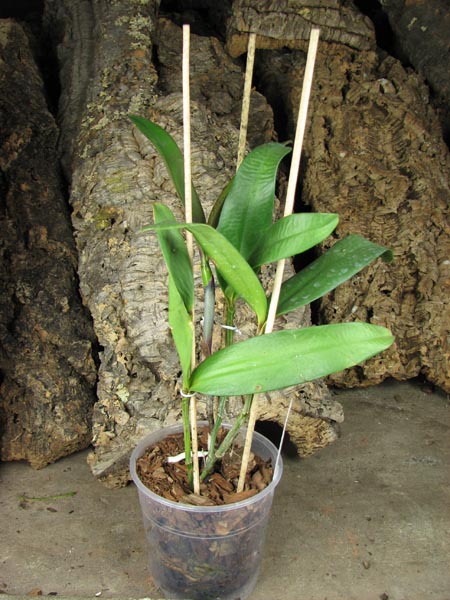 Cattleya (Penny Kuroda x Corcovado).jpg