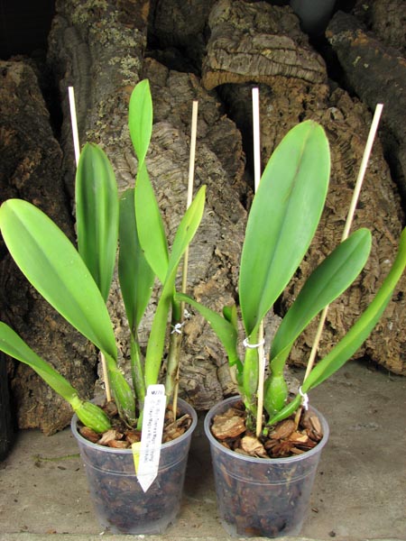 Brassolaeliocattleya Toshie's Magic 'Hsinying'.jpg