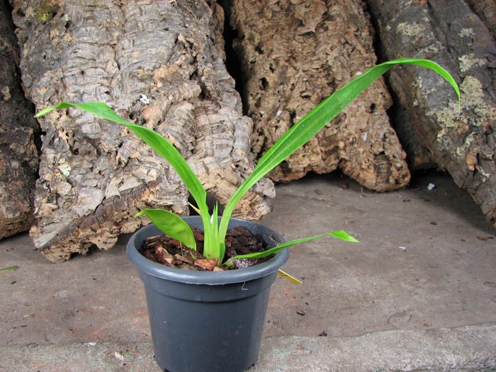Bollopetalum Midnight Blue 'Cardinal's Roost'.jpg