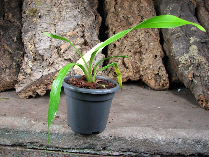 Zygonisia Cynosure 'Blue Water Sailing'.jpg