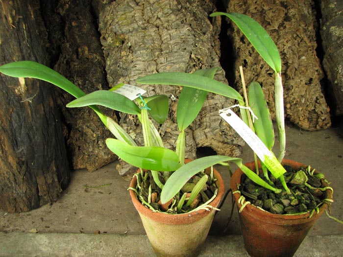 Cattleya lueddemanniana alba 'OMG' x Cattleya lueddemanniana coerulea 'Siquesique'.jpg