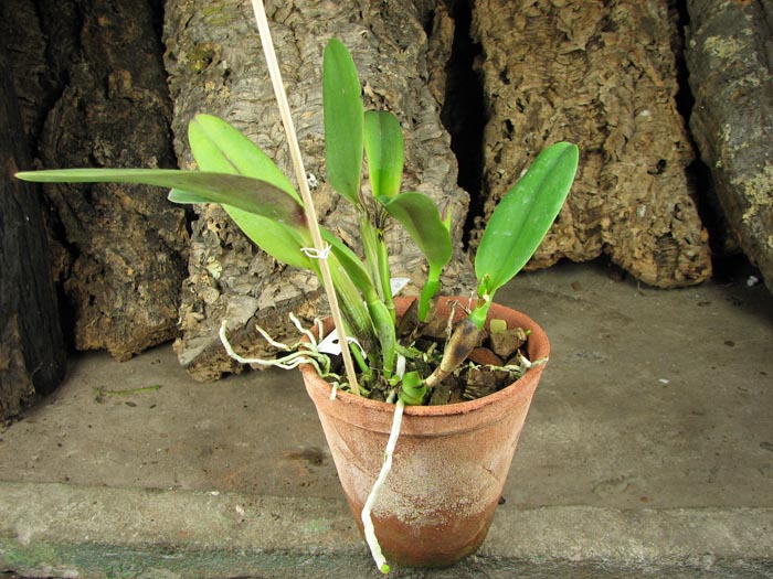 Potinara Little Toshie 'Yellow Rose'.jpg