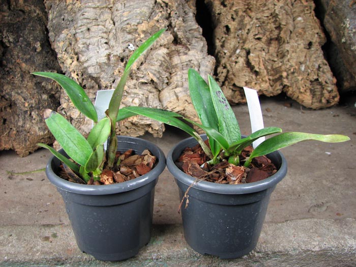 Laeliocattleya Chian Tzy Guiding 'Red Charm'.jpg