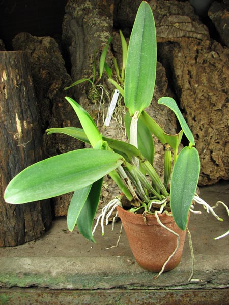 Laeliocattleya Blue Angel 'Executive'.jpg