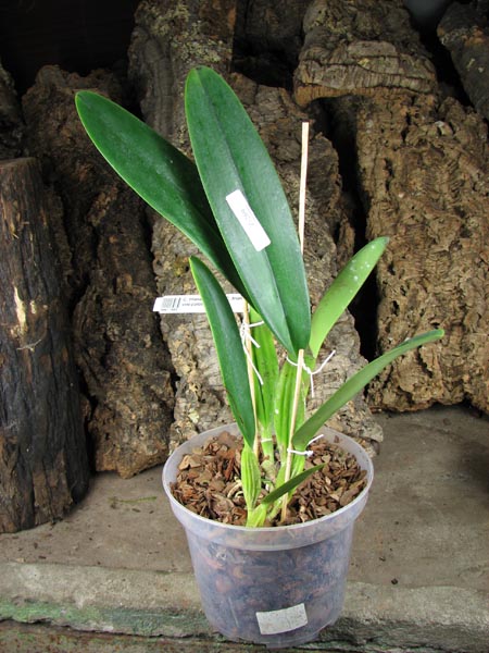 Cattleya trianae 'Junio' x Cattleya trianae vini-colorata.jpg