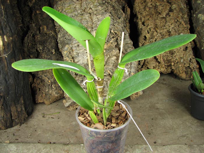 Cattleya warneri semi alba 'Pedra Azul' x Cattleya warneri semi alba 'Nr 1'.jpg
