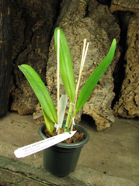 Laeliocattleya Amber Glow 'Brilliant'.jpg