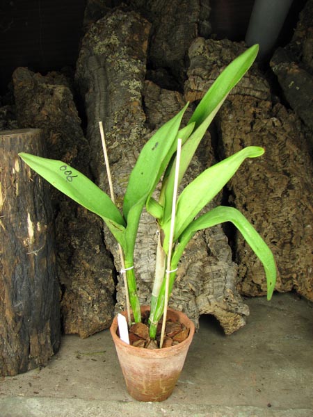 Rhyncholaeliocattleya Three Suns 'ORCHIS'.JPG