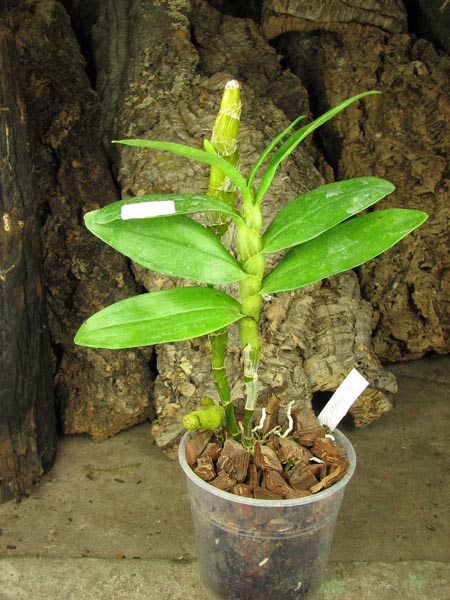 Dendrobium Midas 'Princess'.jpg