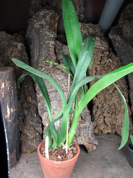 Aliceara Pacific Nova 'Butter Buds'.jpg