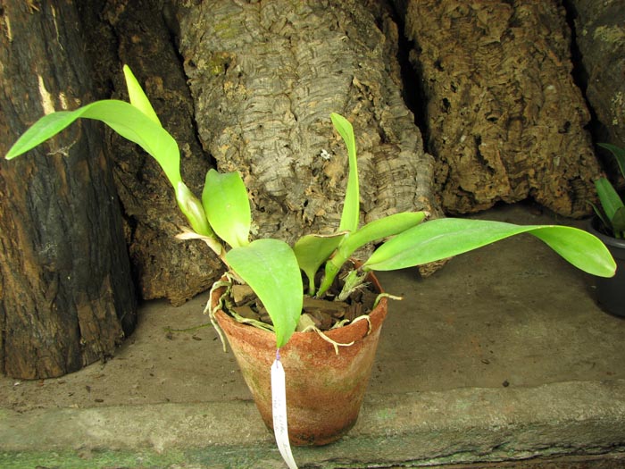 Laeliocattleya Little Irene x Potinara Thiti.jpg