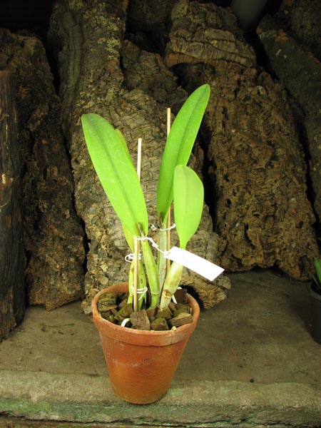Laeliocattleya Purple Cascade 'Fragrance Beauty' (Interglossa x Tokyo Magic).jpg