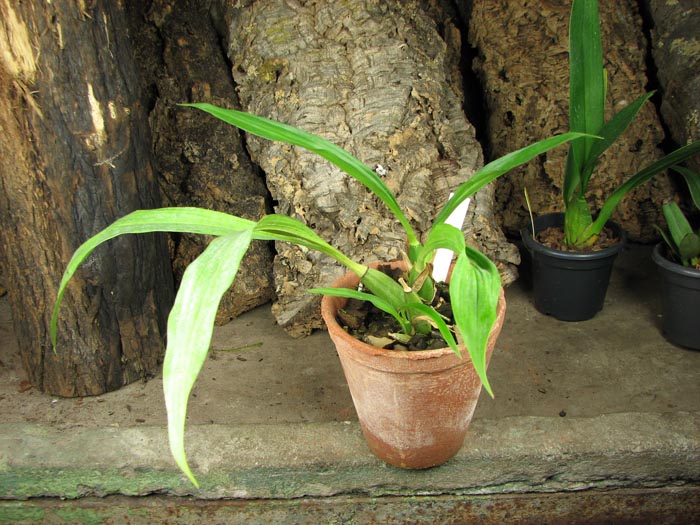 Zygopetalum 'Rhein Blue Angel'.jpg
