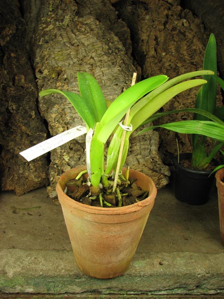 Cattleya labiata amesiana 'Bela' (Z-8) x SELF.jpg