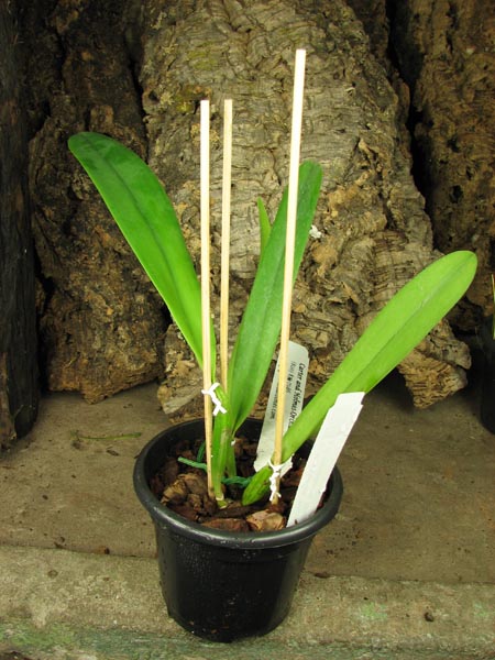Cattleya mossiae sa 'Young's Variety' x Cattleya mossiae sa 'Blanca'.jpg