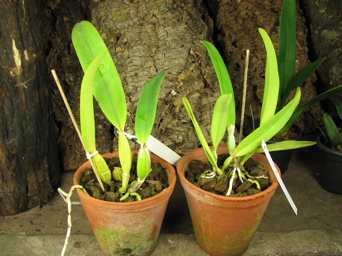 Cattleya mossiae semi alba 'Aurora' x mossiae semi alba reneckiana 'Alayon'.jpg