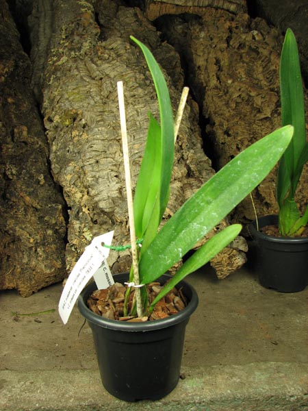 Cattleya mossiae var coerulea.jpg