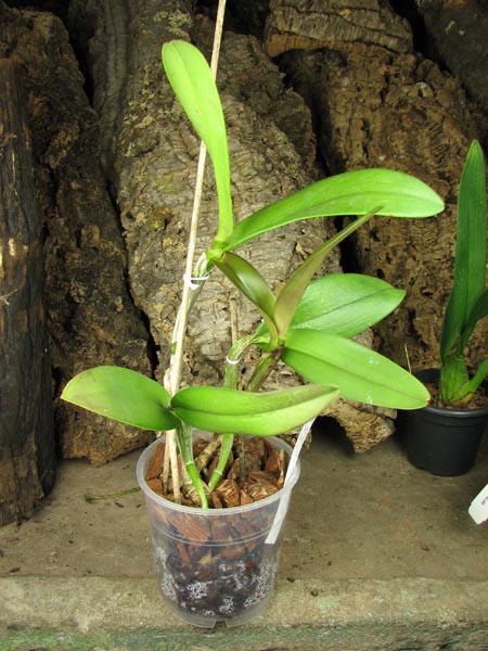 (Brassavola digbyana x Rhyncholaeliocattleya Young Kong) 'ORCHIS'.jpg