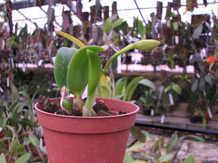 Laelia alaori x praestans.jpg