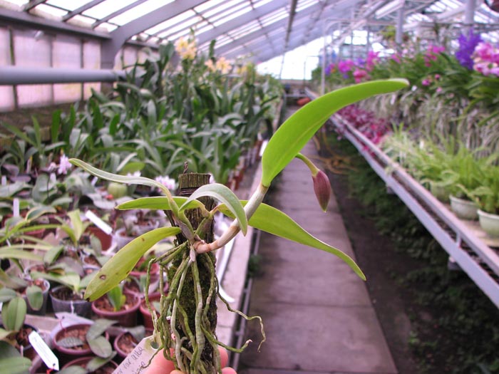 Sophrocattleya Pearllouis (Cattleya bicolor alba x Sophronitis coccinea).jpg