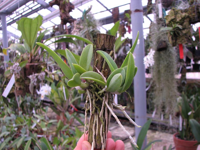 Laelia sincorana.jpg
