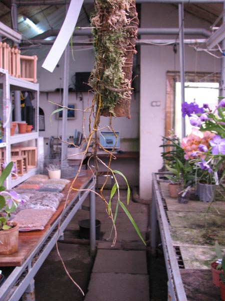 Dendrobium falconeri.jpg