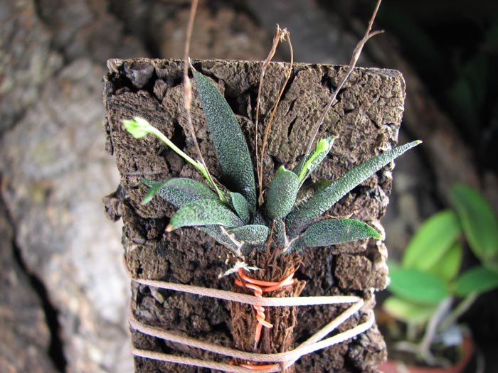 Macroclinium aurorae.JPG