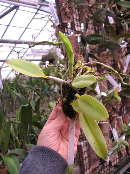 Laelia praestans.jpg