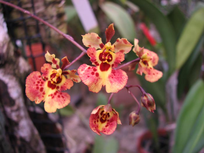 Oncidium (Tolumnia) Jairak Hybrids.jpg