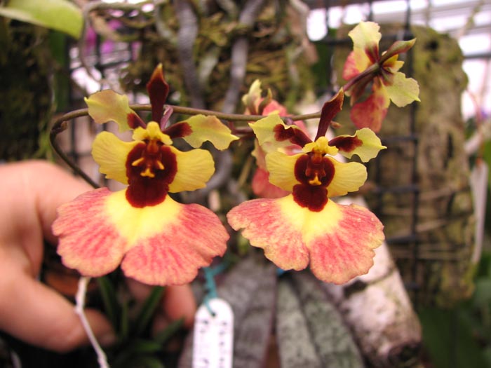 Oncidium (Tolumnia) Jairak Hybrids.jpg