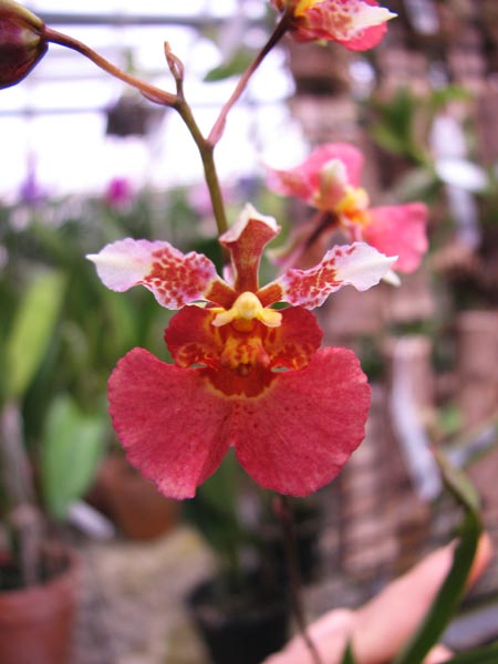 Oncidium (Tolumnia) Jairak Hybrids.jpg