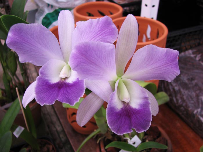 Laeliocattleya Sierra Skies 'Leone'.jpg