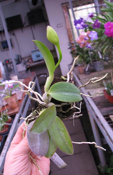 Laelia alaori escura x self.jpg