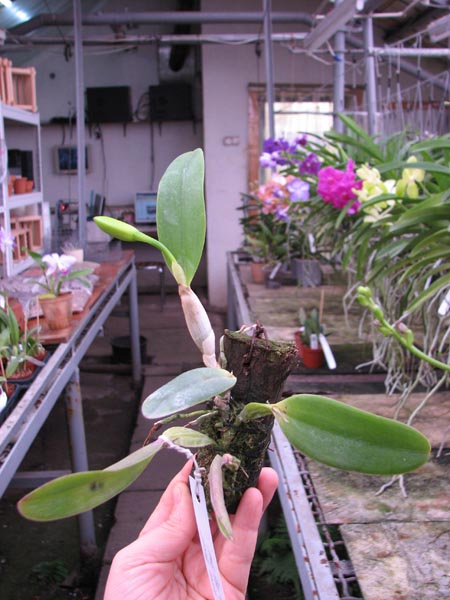 Laelia alaori suave 'Binot' x Cattleya luteola 'Big Star'.jpg