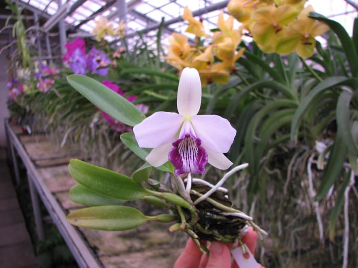Laelia dayana coerulea 'Chojamaru' x SELF.jpg