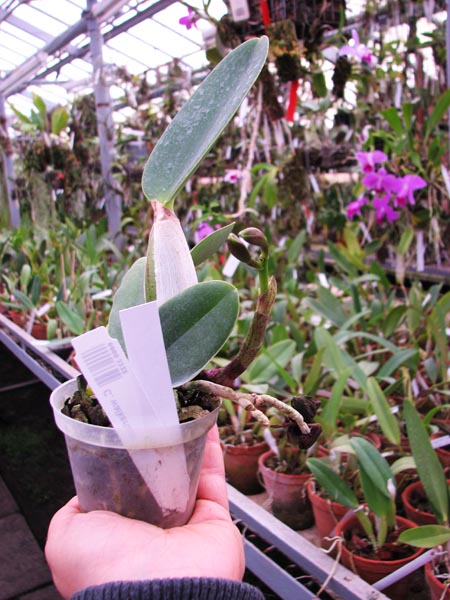 Cattleya walkeriana.jpg
