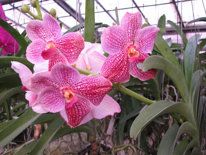 Vanda Kultana gold x Vanda Pat's Delight.jpg