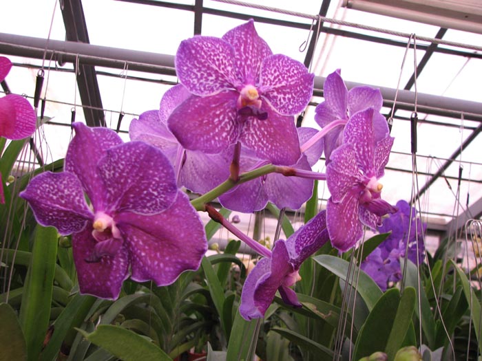 Vanda Manuvadee x Vanda Dr Anek.jpg