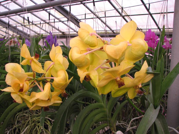 Vanda Kultana Gold x Vanda Lourdes Apostal.jpg