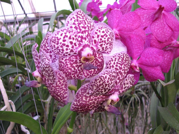 Ascocenda Kulwadee Fragrance.jpg