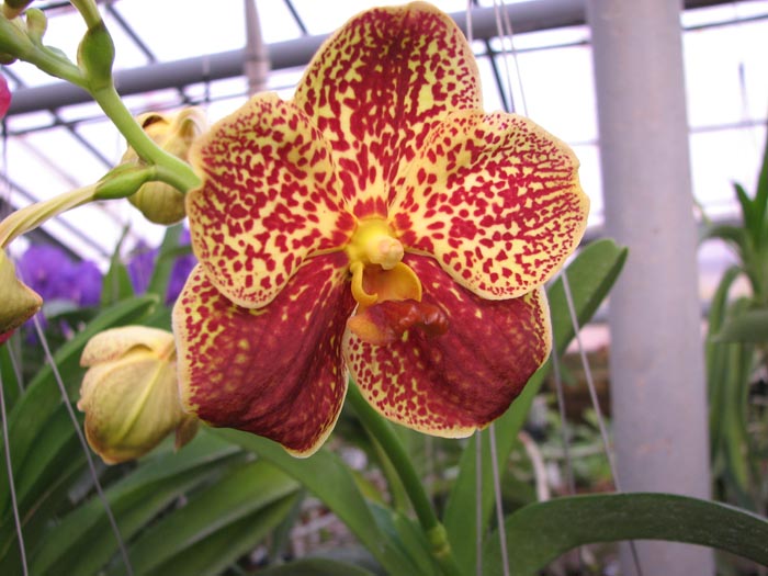 Vanda Chaiya x Vanda Sankamphaeng.jpg