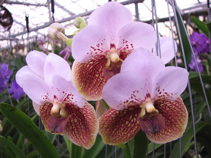 Vanda sanderiana x Taweesuksa.jpg