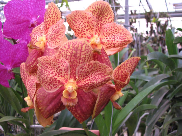 Vanda Vivan x Ascda Kultana Flame.jpg