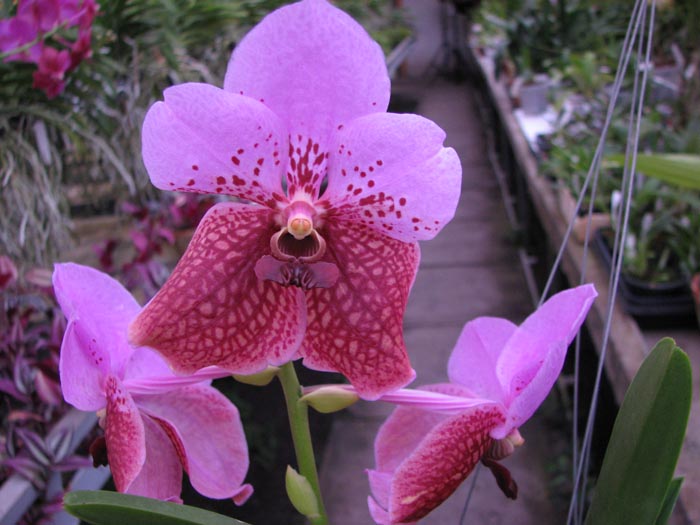 Vanda sanderiana x Vanda Pimchai Beauty.jpg