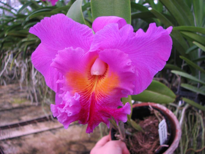 Brassolaeliocattleya Pink Empress 'Ju-Sen'.jpg
