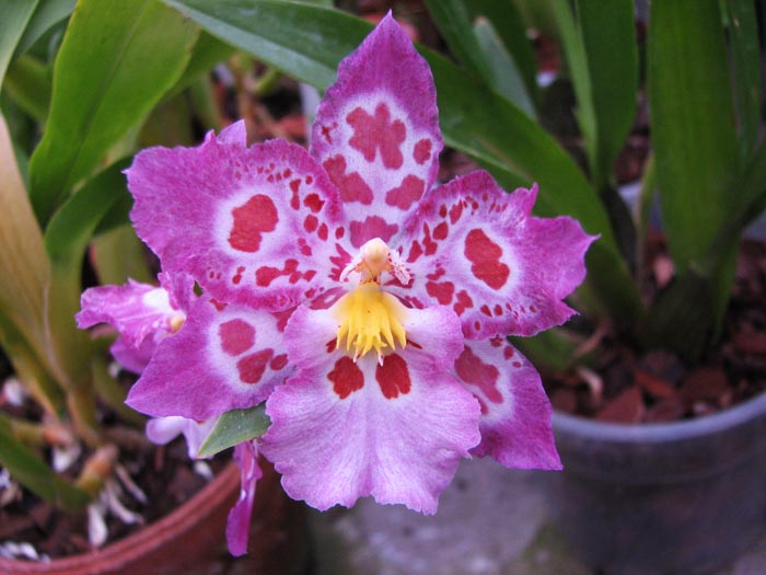 Zelglossoda Calico Gem 'Green Valley #1'.jpg