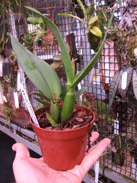 Sophrolaeliocattleya Little Hazel 'M'.jpg